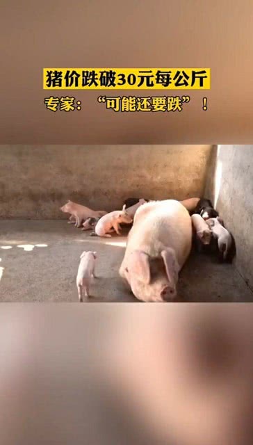 猪价跌破30元猪价跌破30元背后的真相与市场解析