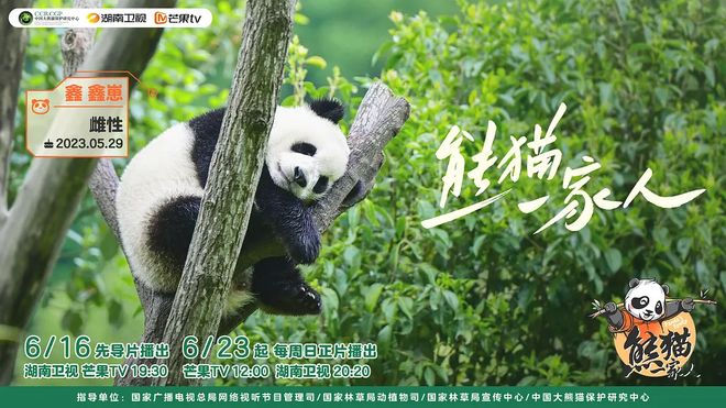 有一种治愈叫看大熊猫睡觉大熊猫以其独特的黑白毛色和憨态可掬的外表赢得了全球范围内的喜爱。它们不仅是中国的国宝，也是和平与友好的象征。看大熊猫睡觉，对于许多人来说，确实是一种治愈的体验。